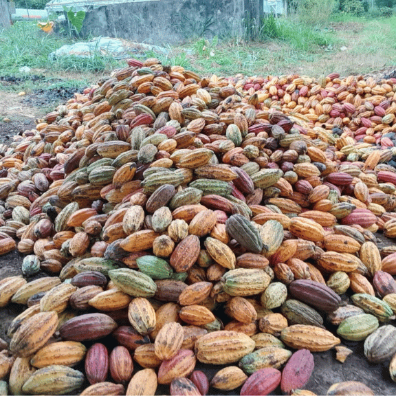 Natural Dry  Cocoa Beans 