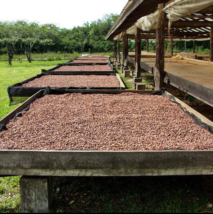 Cocoa beans from cameroon	