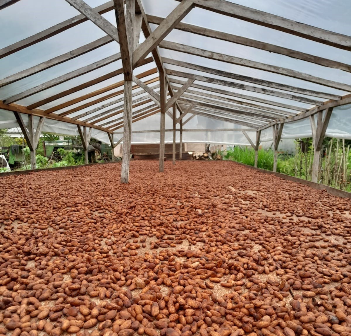 Cocoa beans from São Tomé & Príncipe